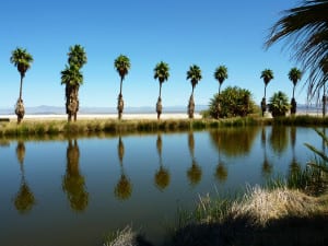 palms-on-zzyzx-california