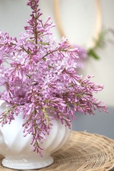 Garden Lilacs on Painted Dresser