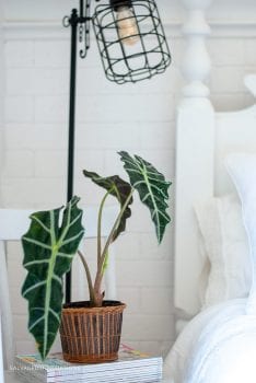 Bedside Plant