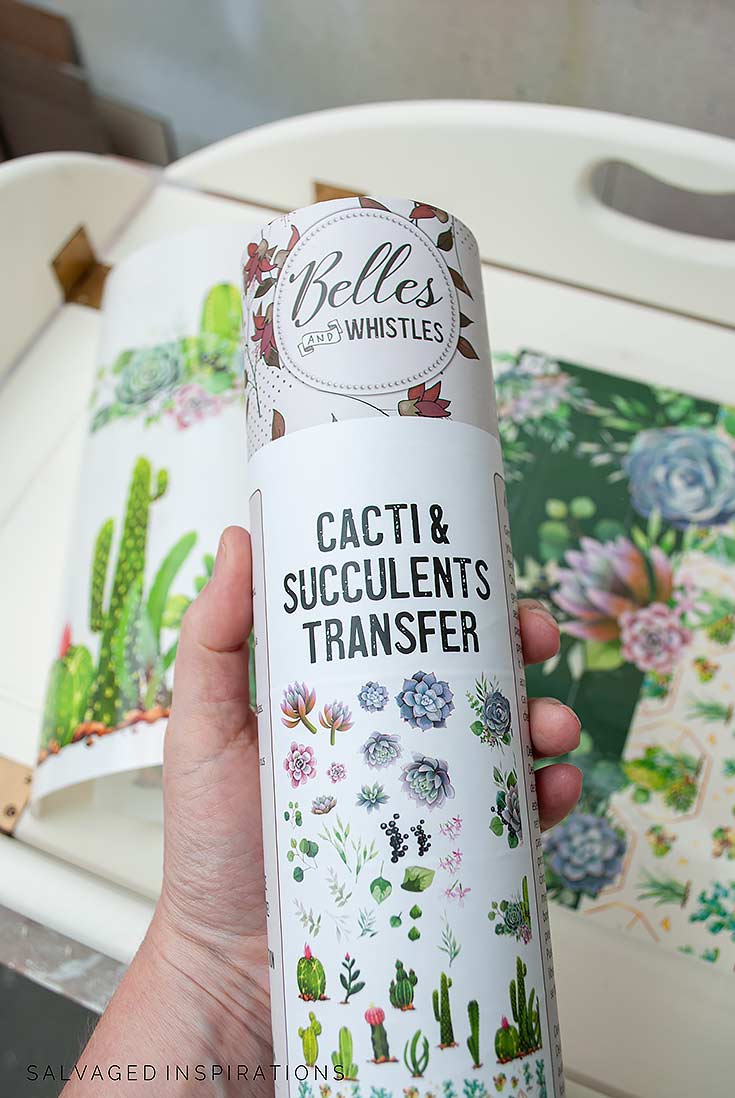 Cacti and Succulents Transfer