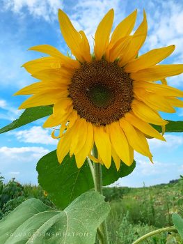 Sunflower - Salvaged Inspirations