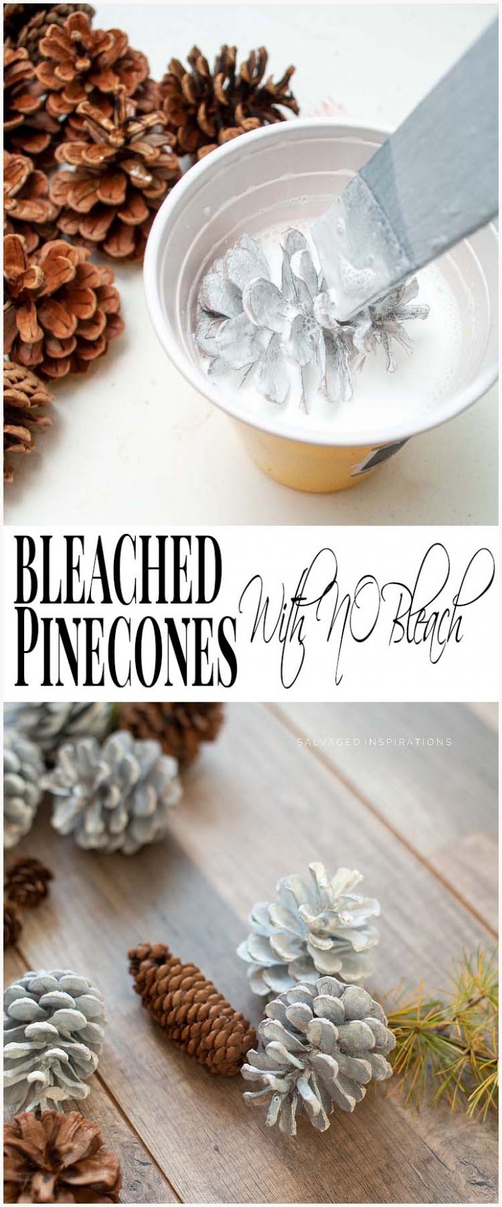 Bleached Pinecones w Whitewash PIN
