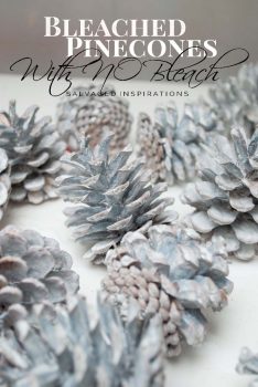 Bleached Pinecones with NO Bleach