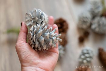 Holding Bleached Pinecones