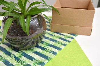 Box and Tissue For Gifting Plant