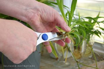 Cutting A Baby Spider Plant