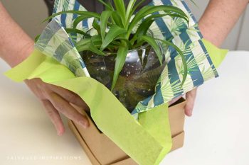 Gift Wrapping Spider Plant