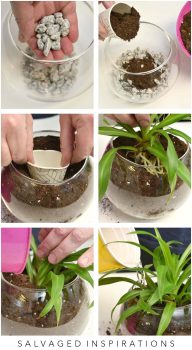 How To Propagate Spider Plants