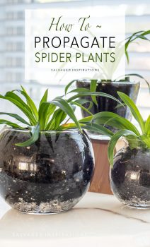 How To Propagate Spider Plants PIN