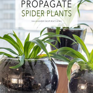 How To Propagate Spider Plants txt