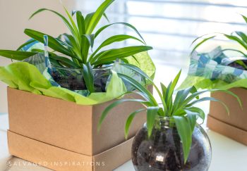 Spider Plant Gift Box