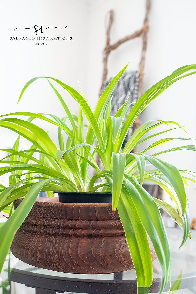 Spider Plant in Wood Bowl