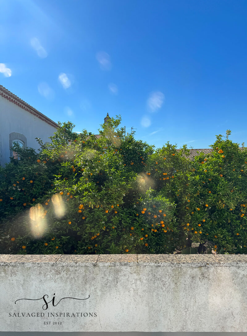 Orange Trees in Portugal Garden
