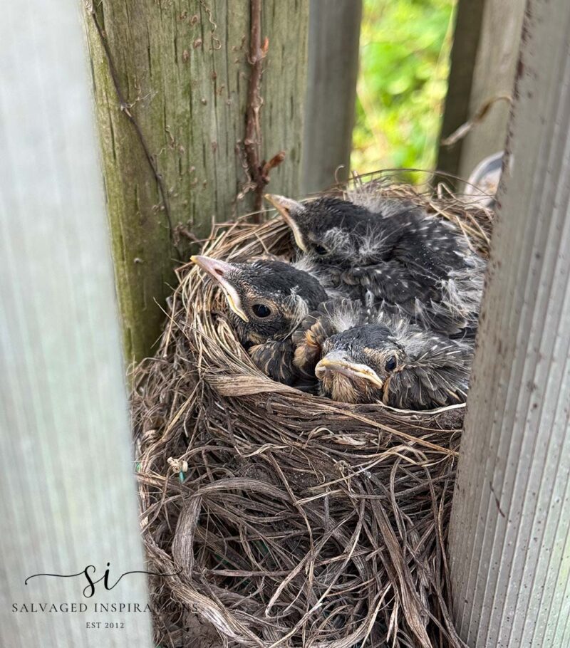Baby Robins Week 2