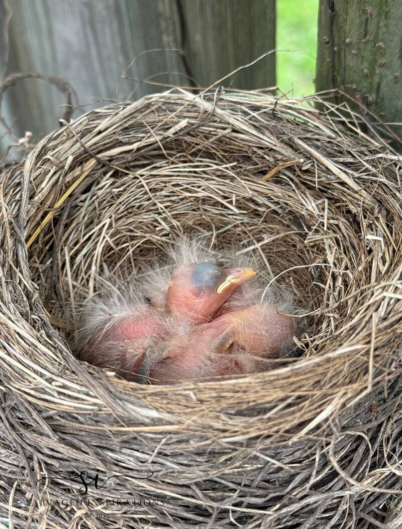 Three Baby Robins Just Hatched