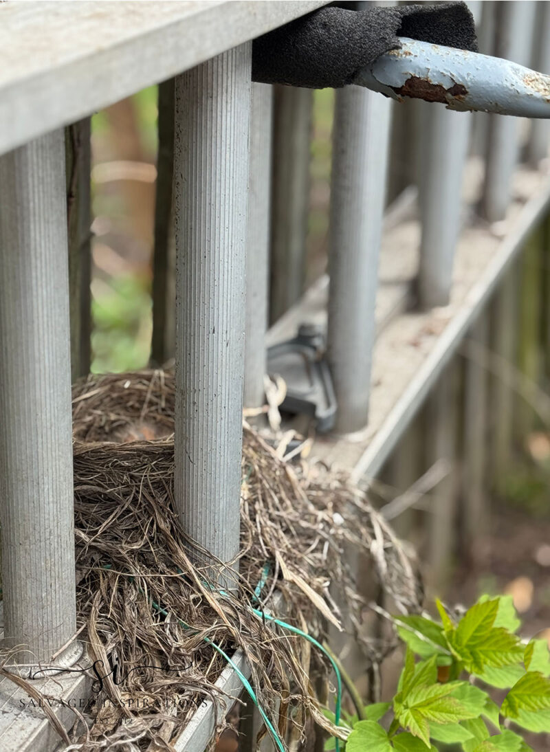 robin bird nest on ladder
