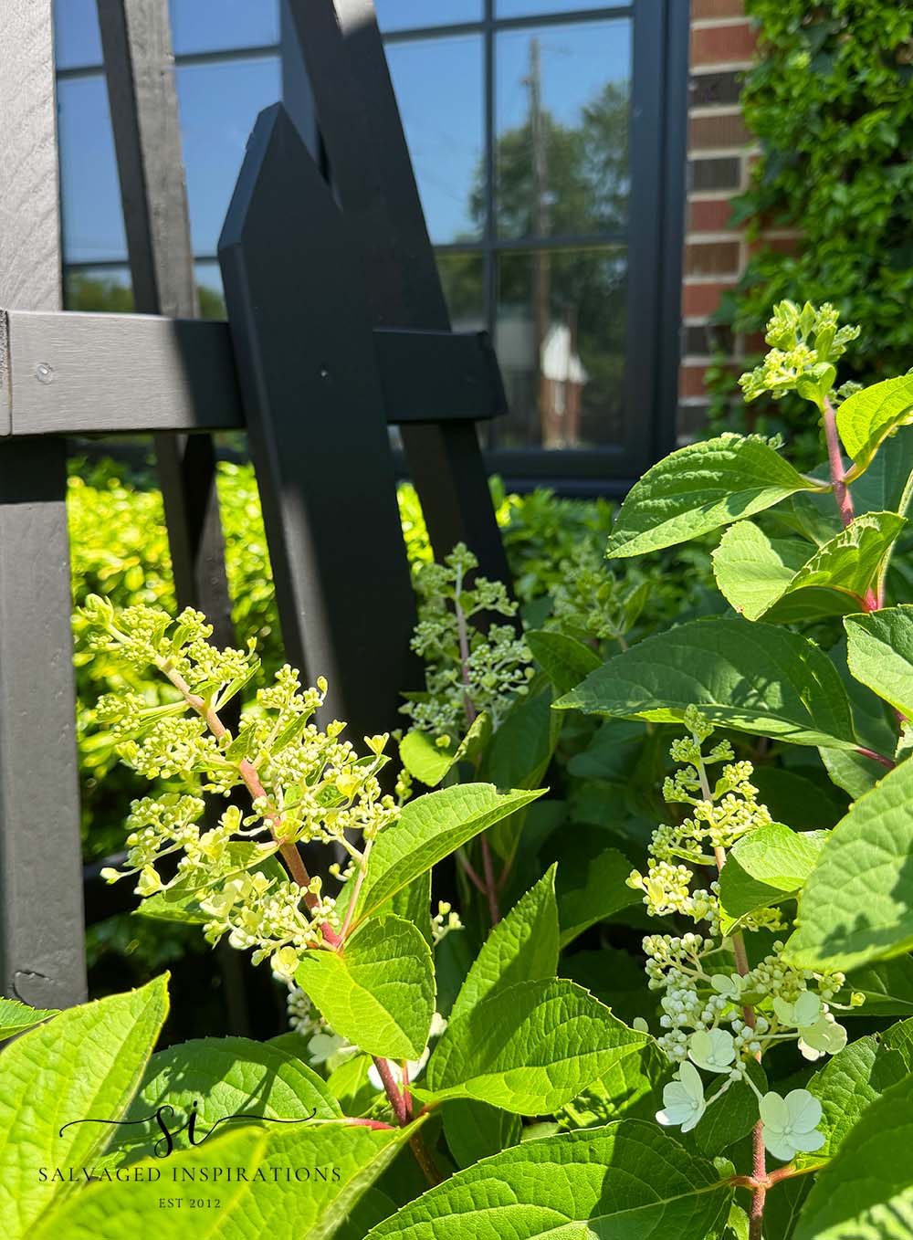Black Obelisk Trellis in Hydrangea Plant