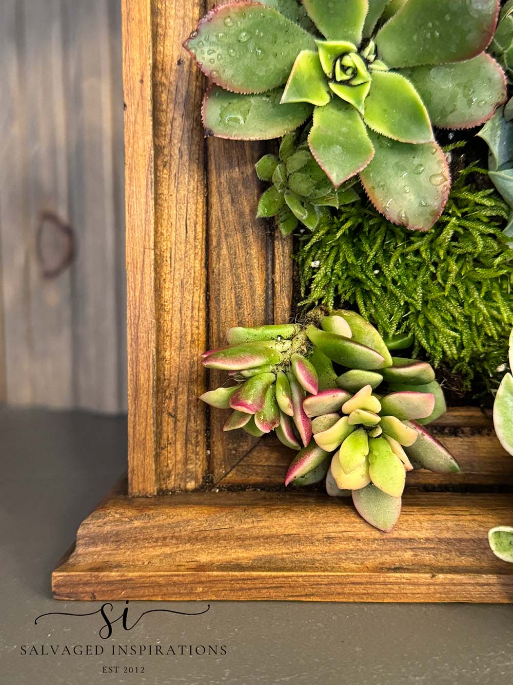 Close Up Of Succulents In Old Clock Frame