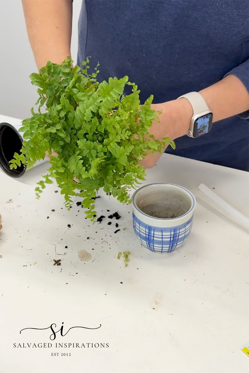 Adding A Plant to Container